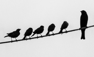 Little birds and big bird on wire