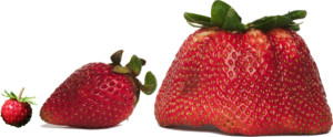 Strawberries Small Medium Large